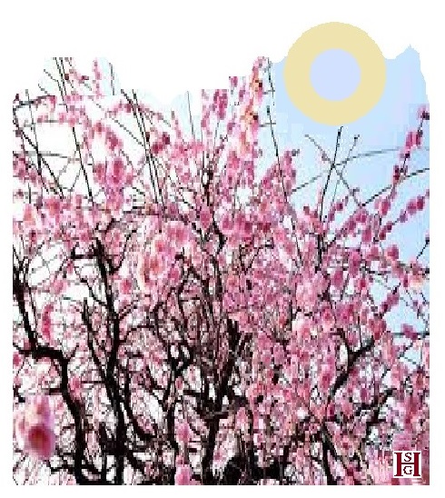 albero di pesco più Helios